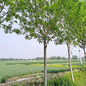 c1.jpg