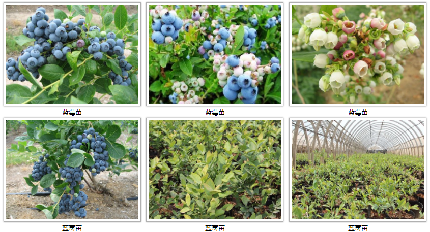 QQ截图20200731211900.png